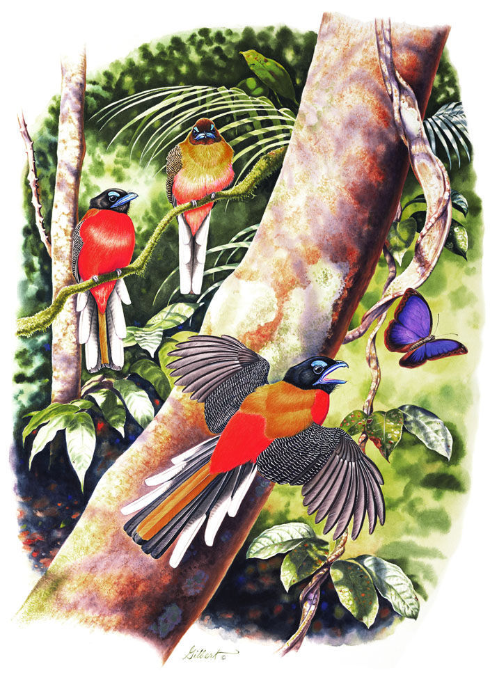 Trogons sample page